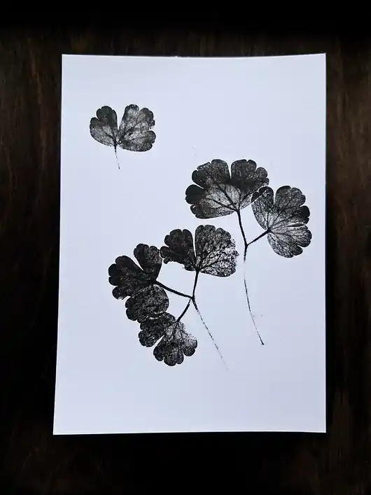 Grafika plakat print roślinny 6 sztuk Szybka wysyłka