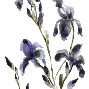 Irysy 50x70 cm Promocja