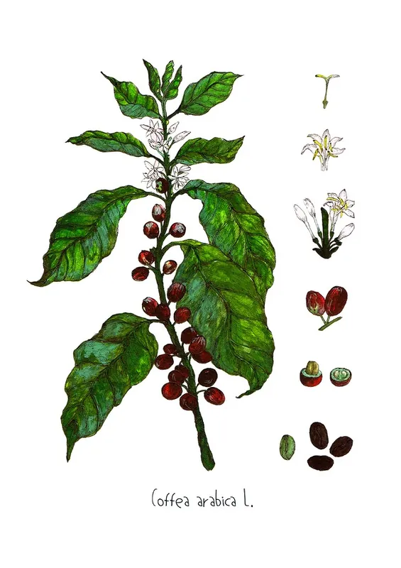Bezpieczne zakupy Kawa- Arabica- grafika na ścianę- ilustracja