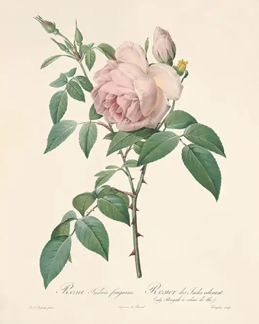 Róża stara Grafika Rysunek kwiaty Ilustracja Druk Botaniczny prezent Kup online
