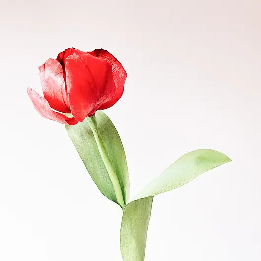 Papierowy tulipan - czerwony - realistyczny Łatwy zwrot