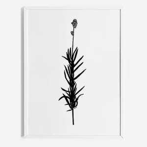 Lawenda Oferta limitowana