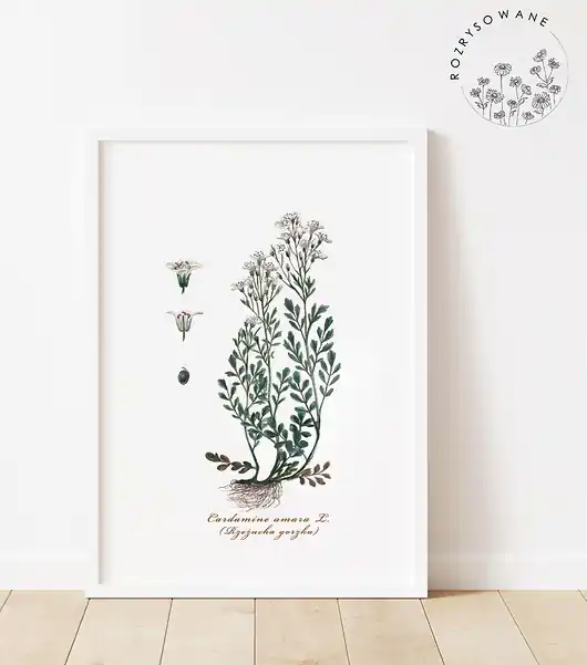 Oferta Zioła - Rzeżucha Gorzka