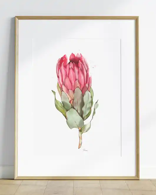 Protea, grafika, akwarela Szybka dostawa