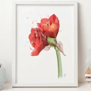 Amarylis, grafika, akwarela Wyprzedaż