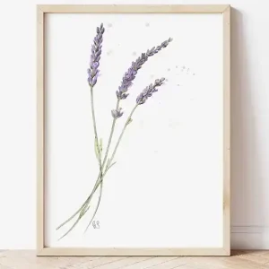 Bestseller Lawenda, grafika, akwarela