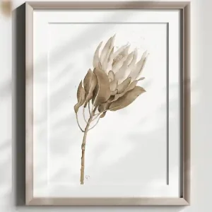 Protea, grafika, akwarela - sepia Popularny