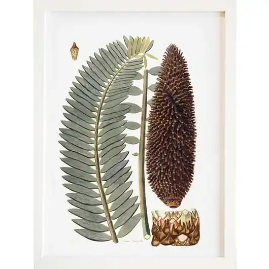 Darmowy zwrot Plakat botaniczny vintage A3