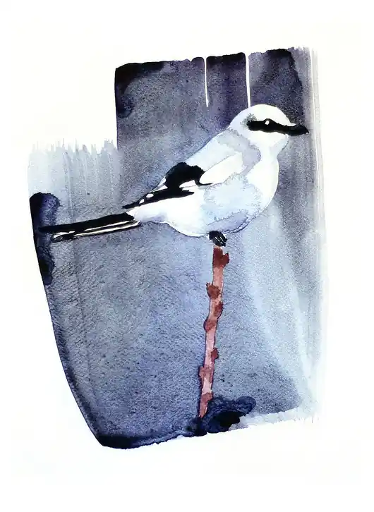 Plakat Srokosz Niska cena