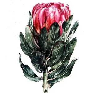 "Protea" 36*48cm/ akwarela Wysoka jakość