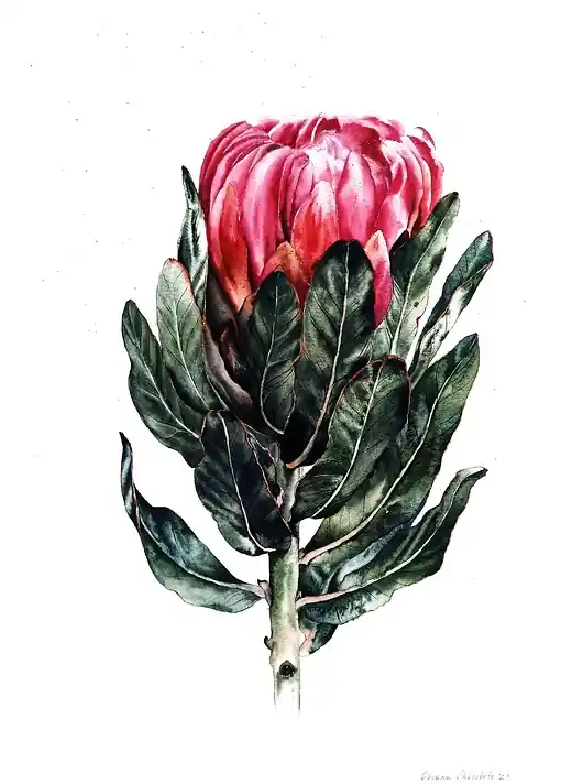 "Protea" 36*48cm/ akwarela Wysoka jakość