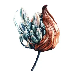 Ograniczona ilość "Agapant" 31*41cm/ akwarela