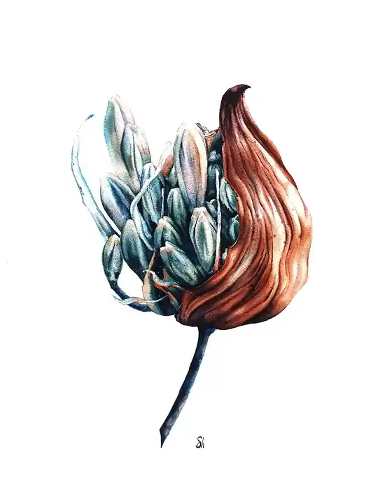 Ograniczona ilość "Agapant" 31*41cm/ akwarela