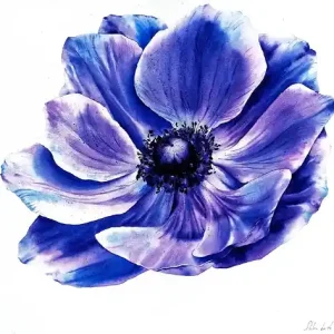 Kup teraz "Niebieski anemon" 36*48cm/ akwarela