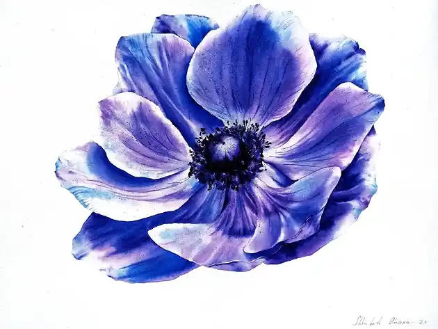 Kup teraz "Niebieski anemon" 36*48cm/ akwarela