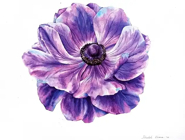 "Różowy fioletowy anemon" 36*48cm/ akwarela Cena promocyjna