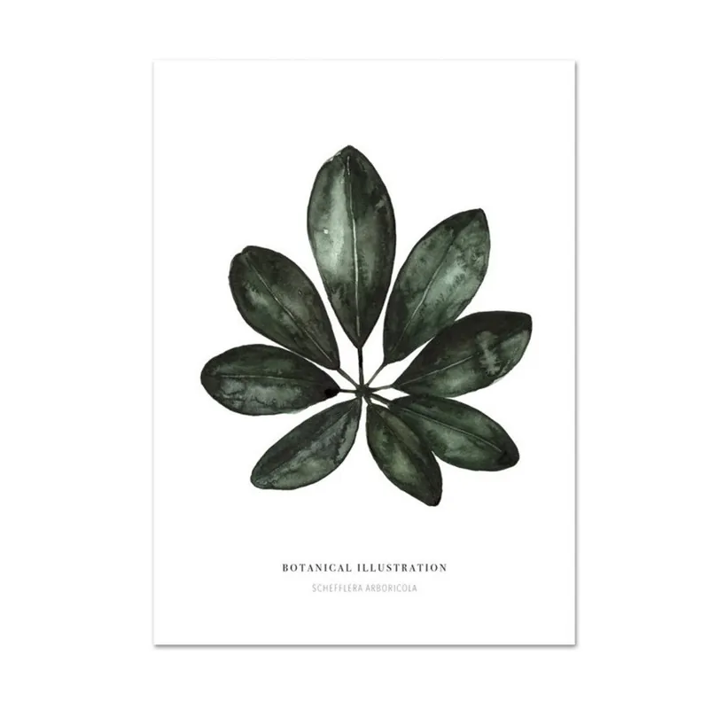 Niska cena Plakat Leo La Douce Schefflera Arboricola, 42x59,4 cm Bonami